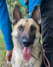 KOFI, Hund, Deutscher Schäferhund-Mix in Slowakische Republik - Bild 1