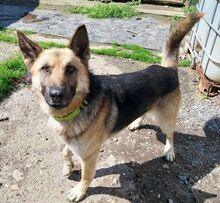 KOFI, Hund, Deutscher Schäferhund-Mix in Slowakische Republik - Bild 10