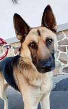 KOFI, Hund, Deutscher Schäferhund-Mix in Slowakische Republik - Bild 12