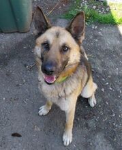 KOFI, Hund, Deutscher Schäferhund-Mix in Slowakische Republik - Bild 13