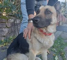 KOFI, Hund, Deutscher Schäferhund-Mix in Slowakische Republik - Bild 14