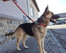 KOFI, Hund, Deutscher Schäferhund-Mix in Slowakische Republik - Bild 15