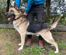 KOFI, Hund, Deutscher Schäferhund-Mix in Slowakische Republik - Bild 2