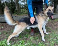 KOFI, Hund, Deutscher Schäferhund-Mix in Slowakische Republik - Bild 3