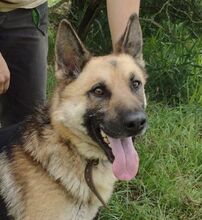 KOFI, Hund, Deutscher Schäferhund-Mix in Slowakische Republik - Bild 4