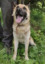 KOFI, Hund, Deutscher Schäferhund-Mix in Slowakische Republik - Bild 5