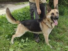 KOFI, Hund, Deutscher Schäferhund-Mix in Slowakische Republik - Bild 6