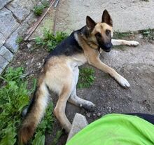 KOFI, Hund, Deutscher Schäferhund-Mix in Slowakische Republik - Bild 8