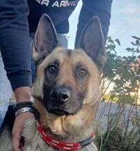 KOFI, Hund, Deutscher Schäferhund-Mix in Slowakische Republik - Bild 9