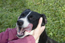 GRETCHEN, Hund, Mischlingshund in Kroatien - Bild 1