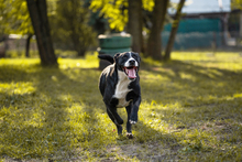 GRETCHEN, Hund, Mischlingshund in Kroatien - Bild 3