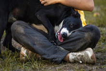 GRETCHEN, Hund, Mischlingshund in Kroatien - Bild 5