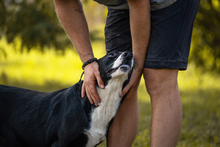 GRETCHEN, Hund, Mischlingshund in Kroatien - Bild 6