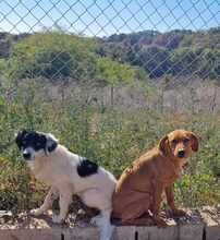 MSMONIQUE, Hund, Mischlingshund in Liebenburg - Bild 2