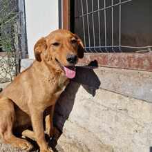 MSMONIQUE, Hund, Mischlingshund in Liebenburg - Bild 3