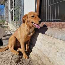 MSMONIQUE, Hund, Mischlingshund in Liebenburg - Bild 4