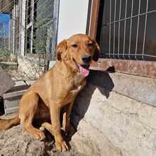 MSMONIQUE, Hund, Mischlingshund in Liebenburg - Bild 5