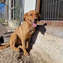 MSMONIQUE, Hund, Mischlingshund in Liebenburg - Bild 7