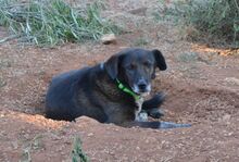 GRACER, Hund, Mischlingshund in Griechenland - Bild 1