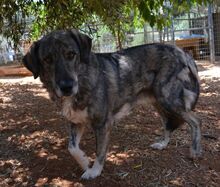 MITSI, Hund, Mischlingshund in Griechenland - Bild 2