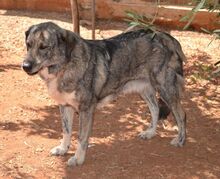 MITSI, Hund, Mischlingshund in Griechenland - Bild 3