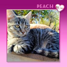 PEACH, Katze, Hauskatze in Bulgarien - Bild 1