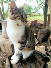 ROSALIE, Katze, Hauskatze in Bulgarien - Bild 6