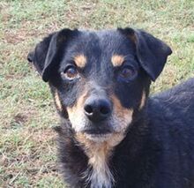 XICO, Hund, Mischlingshund in Portugal