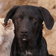 JOHANNES, Hund, Mischlingshund in Griechenland - Bild 1