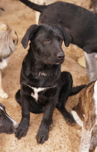 JOHANNES, Hund, Mischlingshund in Griechenland - Bild 10