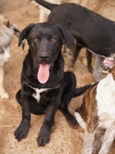 JOHANNES, Hund, Mischlingshund in Griechenland - Bild 11