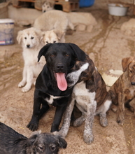 JOHANNES, Hund, Mischlingshund in Griechenland - Bild 12