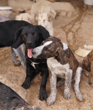 JOHANNES, Hund, Mischlingshund in Griechenland - Bild 13