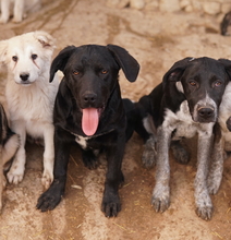 JOHANNES, Hund, Mischlingshund in Griechenland - Bild 14