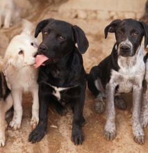 JOHANNES, Hund, Mischlingshund in Griechenland - Bild 15