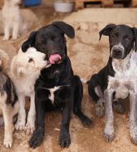 JOHANNES, Hund, Mischlingshund in Griechenland - Bild 16