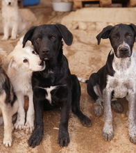 JOHANNES, Hund, Mischlingshund in Griechenland - Bild 17