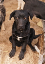 JOHANNES, Hund, Mischlingshund in Griechenland - Bild 2