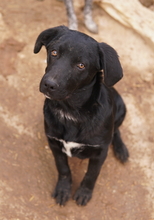 JOHANNES, Hund, Mischlingshund in Griechenland - Bild 3