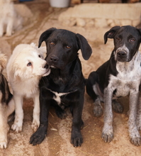 JOHANNES, Hund, Mischlingshund in Griechenland - Bild 4