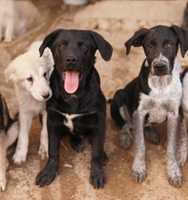 JOHANNES, Hund, Mischlingshund in Griechenland - Bild 5