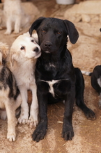 JOHANNES, Hund, Mischlingshund in Griechenland - Bild 6