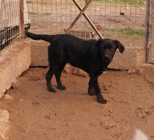 JOHANNES, Hund, Mischlingshund in Griechenland - Bild 7