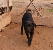 JOHANNES, Hund, Mischlingshund in Griechenland - Bild 8