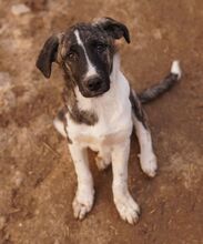 FILINO, Hund, Mischlingshund in Griechenland - Bild 13