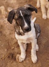 FILINO, Hund, Mischlingshund in Griechenland - Bild 14