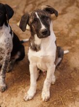 FILINO, Hund, Mischlingshund in Griechenland - Bild 3