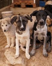 FILINO, Hund, Mischlingshund in Griechenland - Bild 4