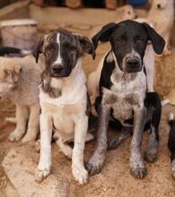 FILINO, Hund, Mischlingshund in Griechenland - Bild 5