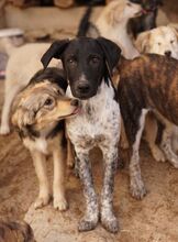 TINU, Hund, Mischlingshund in Griechenland - Bild 14